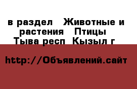  в раздел : Животные и растения » Птицы . Тыва респ.,Кызыл г.